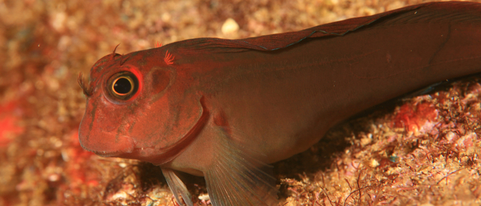 Blenny