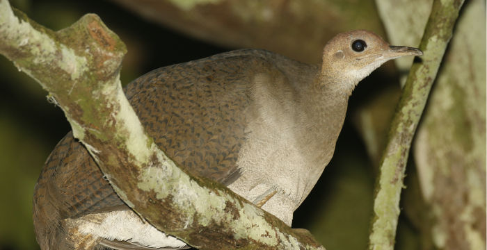 The Great Tinamou