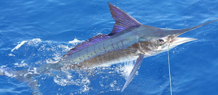 Marlin