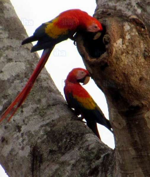 Scarlet Macaws in Carara Park